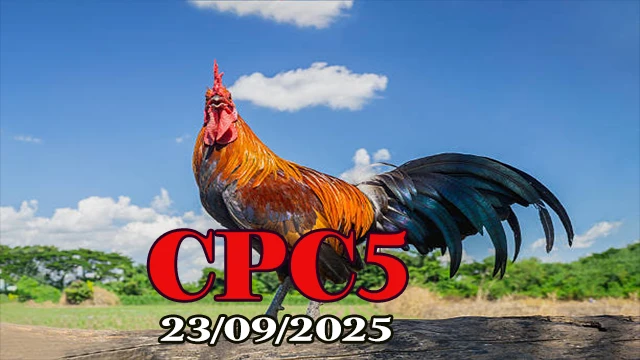 Xem lại đá gà Campuchia C5 hôm nay 23/09/2025