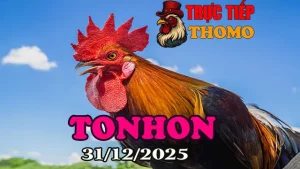 Trực Tiếp Đá Giải Gà Tonhon Ngày 31122025 Chuẩn HD