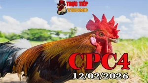 Xem Video đá gà trực tiếp CPC4 hôm nay 12022026 tại Thomo