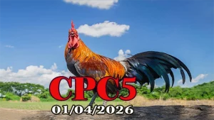 Clip Đá Gà Thomo CPC5 Ngày 01042026
