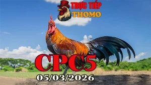 Tổng hợp video đá gà trực tiếp CPC5 05032026 – Đá gà Thomo mới nhất