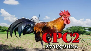 Video Full Clip Đá Gà Thomo CPC2 Ngày 27032026