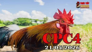 Xem clip đá gà trực tiếp CPC4 ngày 21052026