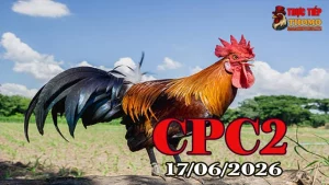 Tổng Hợp Video Đá Gà Thomo CPC2 Ngày 17062026