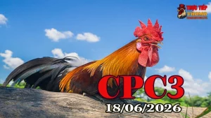 Video Đá Gà Trực Tiếp CPC3 Ngày 18062026