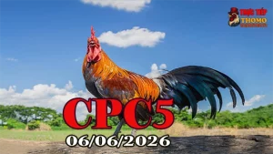 Xem clip đá gà trực tiếp Thomo CPC5 ngày 06062026