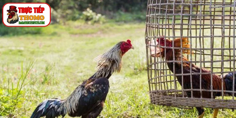 Theo dõi sát sao chỉ số cân nặng qua mỗi tuần