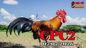 Video đá gà trực tiếp CPC2 ngày 07072026